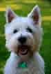 Image result for West Highland White Terrier. Size: 74 x 106. Source: www.easypetmd.com