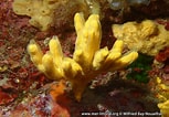 Image result for "axinella Verrucosa". Size: 153 x 106. Source: www.european-marine-life.org