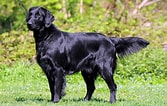Image result for Flat Coated Retriever Opprinnelse. Size: 167 x 106. Source: www.pinterest.com.au