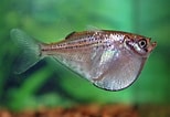 Image result for Silver Hatchetfish. Size: 154 x 106. Source: 1fish2fishdartmouth.com