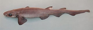 Afbeeldingsresultaten voor "galeus Murinus". Grootte: 323 x 106. Bron: tiburonesengalicia.blogspot.com
