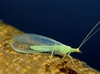Afbeeldingsresultaten voor Green Lacewing Bug. Grootte: 144 x 106. Bron: newfoundlandnature.blogspot.com