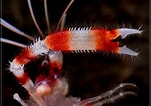 Image result for Stenopus hispidus Geslacht. Size: 151 x 106. Source: aquainfo.nl