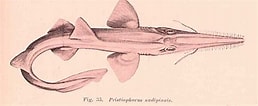 Image result for "pristiophorus Schroederi". Size: 258 x 106. Source: es.wikipedia.org