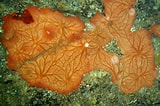Image result for "clathria Atrasanguinea". Size: 160 x 106. Source: www.unterwasser-welt-mittelmeer.de