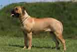 Image result for Bullmastiff Fakta. Size: 155 x 106. Source: www.pets4homes.co.uk