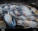 Image result for Blue Swimming Crab in Sri Lanka. Size: 132 x 106. Source: www.alamy.com