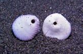 Image result for Heterocyathus Stam. Size: 163 x 106. Source: www.gbif.org