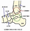 Image result for 横足根関節. Size: 104 x 106. Source: www.judo-akimoto.com