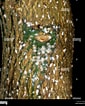 Image result for "labidocera Nerii". Size: 85 x 106. Source: www.alamy.com