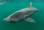 Afbeeldingsresultaten voor Basking Shark. Grootte: 155 x 106. Bron: www.intheblue.co.uk