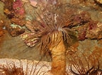 Image result for Cerianthidae. Size: 144 x 106. Source: www.flickr.com