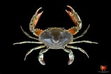 Image result for "scylla Olivacea". Size: 159 x 106. Source: www.naturalista.mx