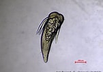 Image result for "mesopodopsis Slabberi". Size: 151 x 106. Source: doris.ffessm.fr