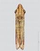 "thysanopoda Obtusifrons" എന്നതിനുള്ള ഇമേജ് ഫലം. വലിപ്പം: 84 x 106. ഉറവിടം: naturalhistory.museumwales.ac.uk