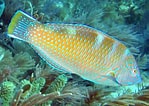 Image result for Halichoeres radiatus Feiten. Size: 149 x 106. Source: reefguide.org