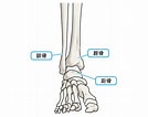 足の骨と関節 に対する画像結果.サイズ: 134 x 106。ソース: medicalnote.jp