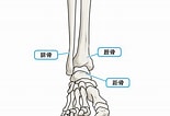 Image result for 足の骨と関節. Size: 155 x 106. Source: medicalnote.jp