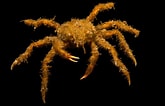 Image result for "oregonia Gracilis". Size: 165 x 106. Source: www.joelsartore.com