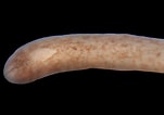 Afbeeldingsresultaten voor Emplectonema neesii. Grootte: 151 x 106. Bron: www.aphotomarine.com