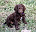 Image result for Curly-Coated Retriever. Size: 119 x 106. Source: dogbreedersprofiles.blogspot.com