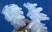 Image result for Glass Sponge. Size: 170 x 106. Source: qrius.si.edu
