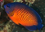 Image result for "mysidopsis Bispinosa". Size: 148 x 106. Source: reefguide.org