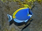 Image result for Acanthuridae. Size: 142 x 106. Source: www.pinterest.com
