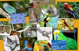 Tamaño de Resultado de imágenes de 10 especies de aves.: 164 x 106. Fuente: verpanama.com