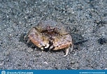 Image result for "calappa Angusta". Size: 153 x 106. Source: www.dreamstime.com