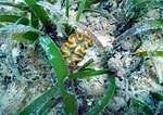 Afbeeldingsresultaten voor "manicina Areolata". Grootte: 150 x 106. Bron: coralpedia.bio.warwick.ac.uk