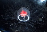 Image result for Turritopsis dohrnii Roofdieren. Size: 154 x 106. Source: www.inaturalist.org