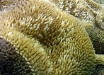 Image result for "stichodactyla Helianthus". Size: 147 x 106. Source: reefguide.org