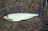 Image result for "coregonus Sardinella". Size: 160 x 106. Source: www.fischlexikon.eu