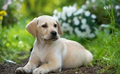 Bilderesultat for Labrador Retriever. Størrelse: 172 x 106. Kilde: 101dogbreeds.com