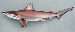Biletresultat for "carcharhinus Isodon". Storleik: 249 x 106. Kjelde: www.fishbase.se