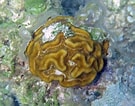 Image result for Manicina areolata Stam. Size: 135 x 106. Source: www.flickr.com