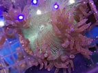 Image result for Catalaphyllia Feiten. Size: 143 x 106. Source: www.communitycorals.de