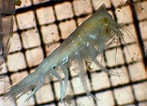 Image result for "carinaria Challengeri". Size: 147 x 106. Source: www.marinespecies.org