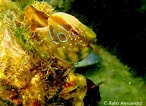 Image result for "lipophrys Pavo". Size: 146 x 106. Source: nectoneplancton.blogspot.com