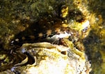 Afbeeldingsresultaten voor "lipophrys Adriaticus". Grootte: 151 x 106. Bron: www.marinespecies.org