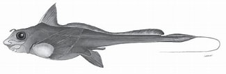 Image result for Hydrolagus mirabilis Familie. Size: 325 x 106. Source: biologiapeces.com