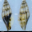 Image result for "bathycalanus Richardi". Size: 105 x 106. Source: www.alamy.com