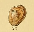 Image result for "velutina Plicatilis". Size: 112 x 106. Source: alchetron.com
