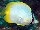 Image result for "chaetodon Ocellatus". Size: 142 x 106. Source: reefguide.org