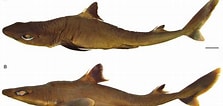 Image result for "squalus Melanurus". Size: 223 x 106. Source: bioone.org