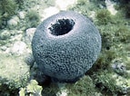 Image result for "ircinia Strobilina". Size: 143 x 106. Source: www.pinterest.es