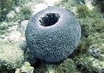 Image result for "ircinia Strobilina". Size: 151 x 106. Source: www.pinterest.es