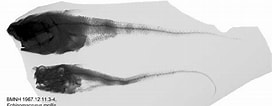Image result for "echinomacrurus Mollis". Size: 272 x 106. Source: www.marinespecies.org