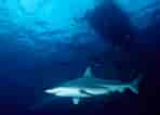 Image result for Black Pit Shark. Size: 148 x 106. Source: www.surfertoday.com